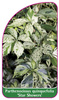 Parthenoccissus quinquefolia 'Star Showers'