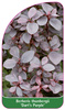 Berberis thunbergii 'Dart's Purple'