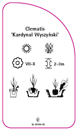 Clematis 'Kardynal Wyszynski'