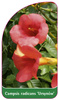 Campsis tradicans 'Ursynów'