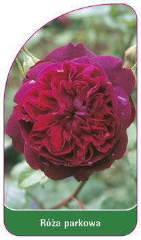 Róza parkowa Nr. 402