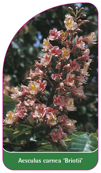 Aesculus carnea 'Briotii'