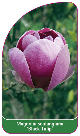 Magnolia soulangiana 'Black Tulip'