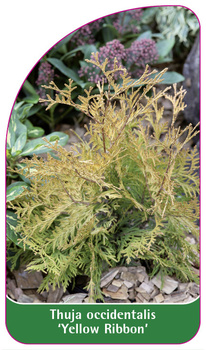 Thuja occidentalis 'Yellow Ribbon'