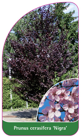 Prunus cerasifera 'Nigra'