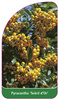 Pyracantha 'Soleil d'Or'