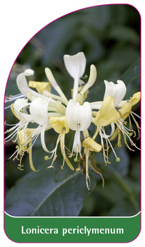 Lonicera periclymenum