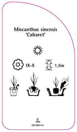 Miscanthus sinensis 'Cabaret'