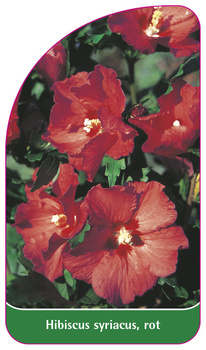 Hibiscus syriacus, rot