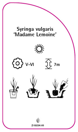Syringa vulgaris 'Madame  Lemoine'