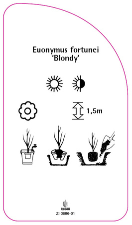 Eonymus fortunei 'Blondy'