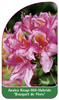 Azalea Knap-Hill-Hybride 'Bouquet de Flore'