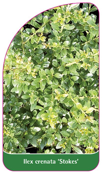 Ilex crenata 'Stokes'