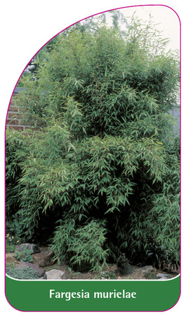 Fargesia murielae