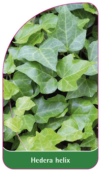 Hedera helix