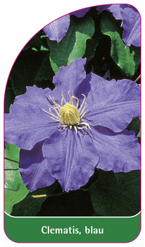 Clematis, blau
