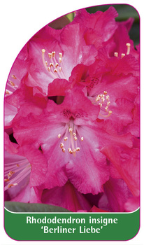 Rhododendron-Hybride 'Brigitte'