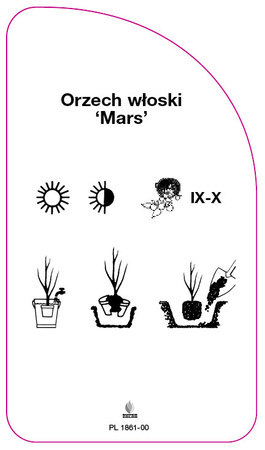 Orzech wloski 'Mars'