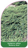 Juniperus sabina 'Rockery Gem'