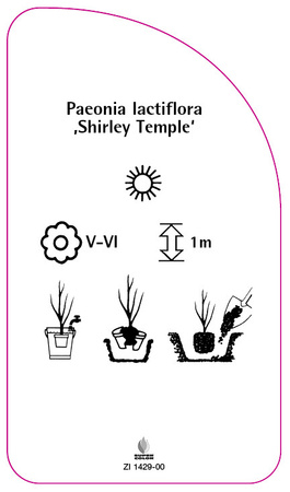 Paeonia lactiflora ,Shirley Temple'