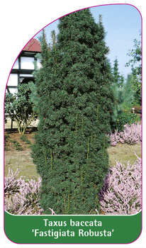 Taxus baccata 'Fastigiata Robusta'