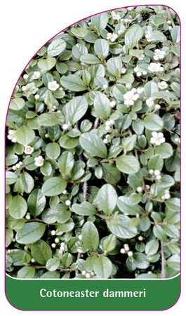 Cotoneaster dammeri