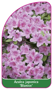 Azalea japonica 'Blanice'