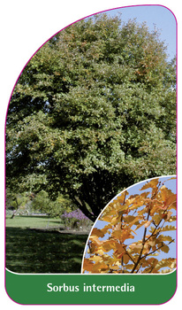 Sorbus intermedia