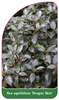 Ilex aquifolium 'Dragon Skin'
