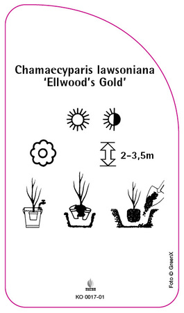 Chamaecyparis Iawsoniana 'Ellwood's Gold'