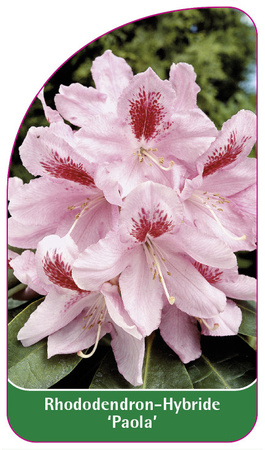 Rhododendron-Hybride 'Paola'