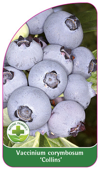 Vaccinium corymbosum 'Collins'