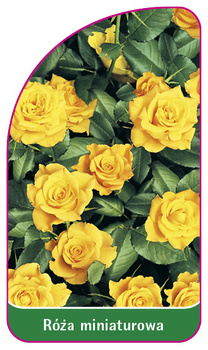Róza miniaturowa
