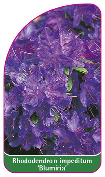 Rhododendron impeditum 'Blumiria'
