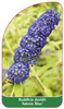Buddleia davidii 'Adonis Blue'