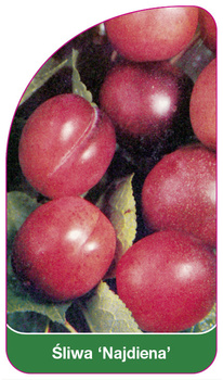 Śliwa 'Nadjdiena'