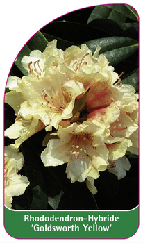 Rhododendron-Hybride 'Goldsworth Yellow'