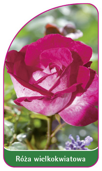 Róza wielkokwiatowa Nr. 243
