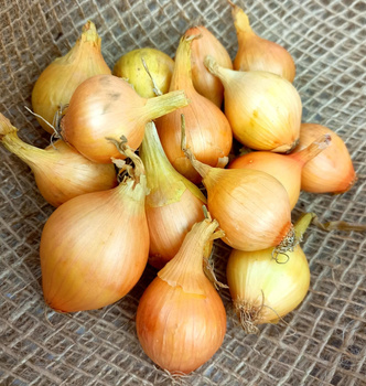 Cebula Dymka IV Wolska 1kg