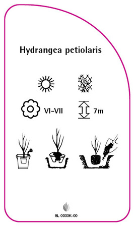 Hydrangea petiolaris