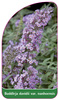 Buddleja davidii var. nanhoensis