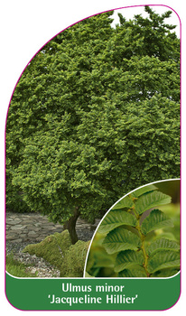 Ulmus minor 'Jacqueline Hillier',