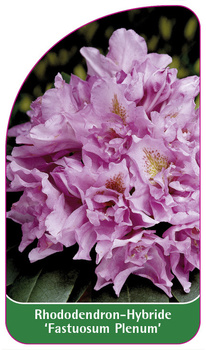 Rhododendron-Hybride 'Fastuosum Plenum'