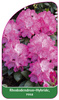 Rhododendron-Hybride, rosa
