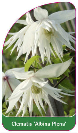 Clematis 'Albina Plena'