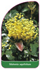 Mahonia aquifolium