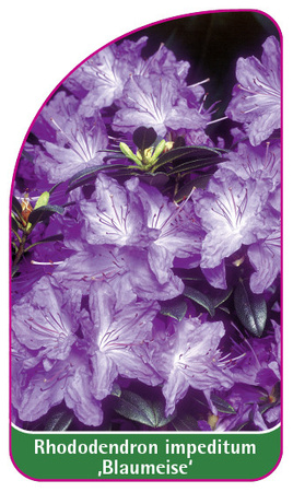 Rhododendron impeditum ,Blaumeise'