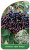 Sambucus nigra 'Sampo'