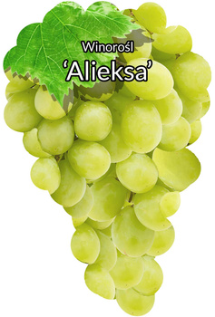 Winorośl Alieksa