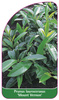 Prunus laurocerasus 'Mount Vernon'